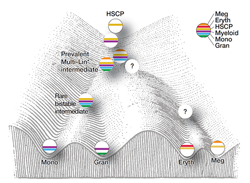 This model depicts a hierarchical set of hematopoietic intermediates culminating in the specification of monocytic and granulocytic lineages. Cells are ordered on a Waddington landscape with their characteristic gene expression modules (color bars) and states. The prevalent (Multi-Lin* ) and rare (bistable) mixed-lineage myeloid transition states are proposed to manifest dynamic instability because of counteracting regulatory determinants. Although erythroid and megakaryocytic progenitor cells were found within CMP cell populations, it remains to be determined whether a distinct set of Multi-Lin* intermediates give rise to these progenitors via a rare bi-stable state.
